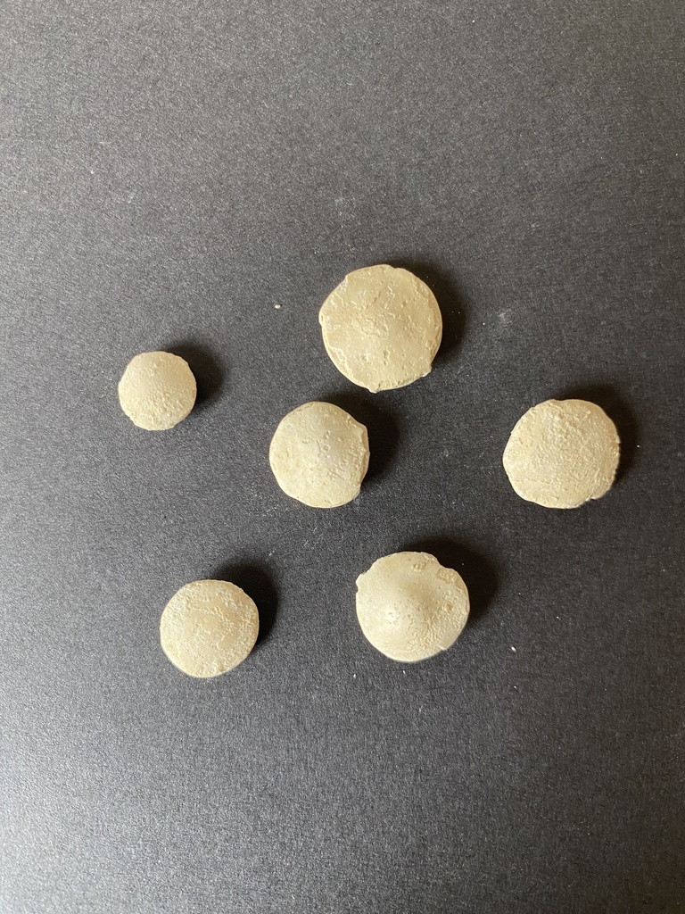 Nummulites (5 sachets de 10)