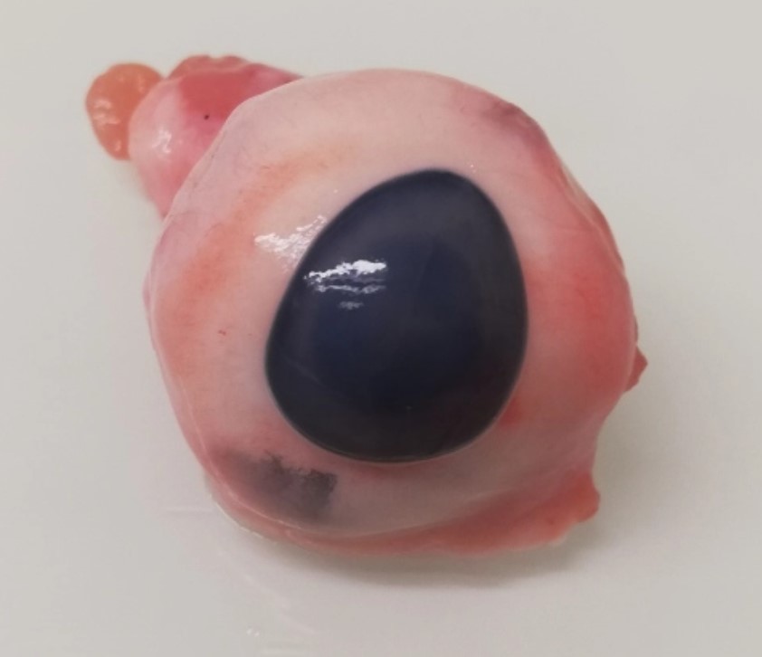 Oeil congelé (Porc)