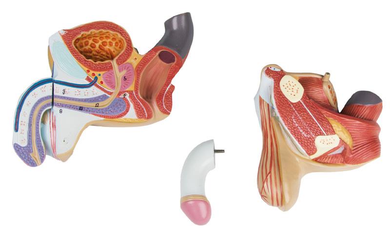 Organes génitaux mâles en 4 parties