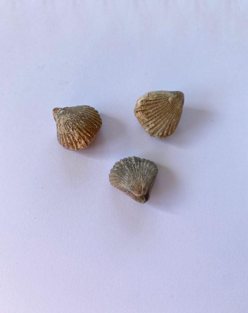 Rhynchonelle (lot de 12)