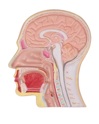 Section médiane de tête sur planche en relief
