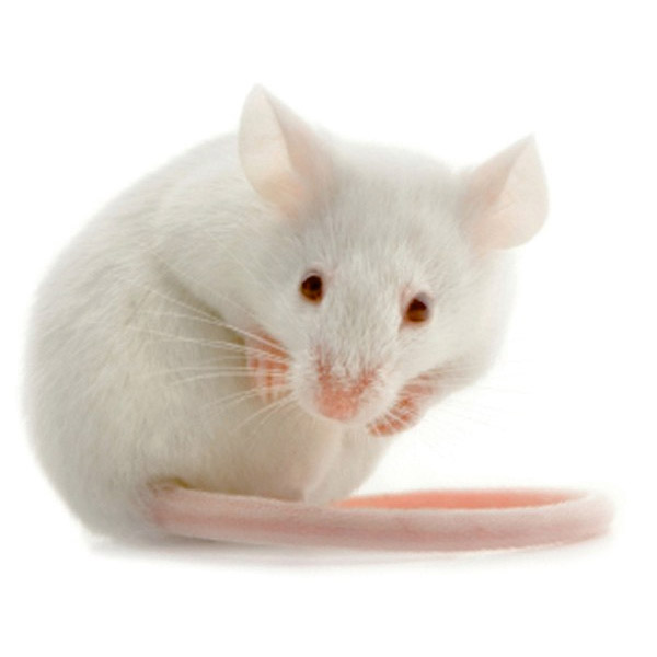 Souris adulte male congelé