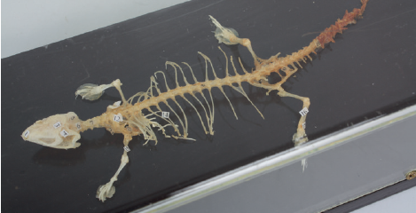 Squelette de lézard