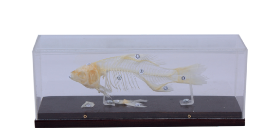 Squelette de poisson