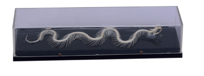 Squelette de serpent