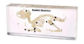 Squelette en inclusion résine : Lapin