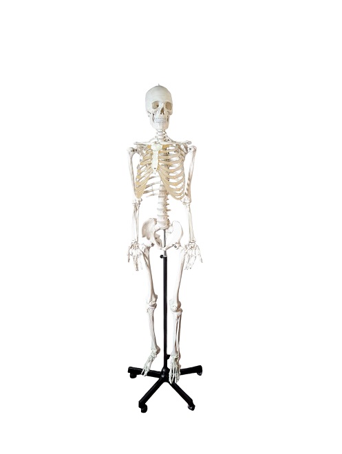 Squelette humain - 168 cm