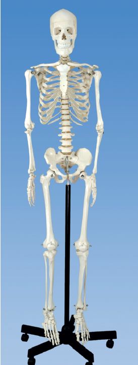 Squelette humain - 168 cm