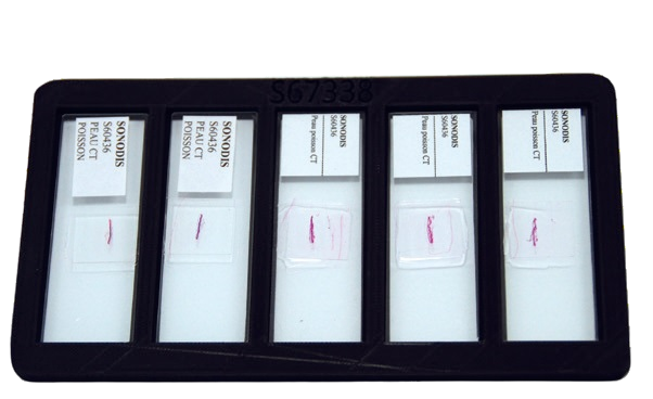 Support pour 5 lames microscopiques