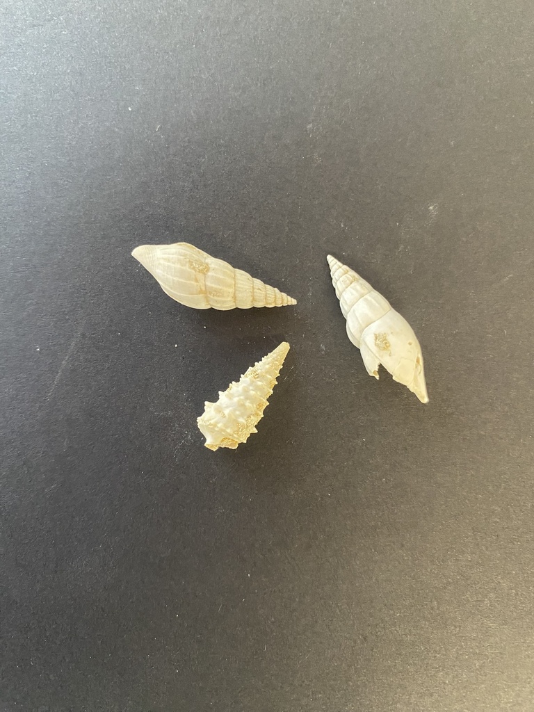 Turitelle (lot de 12)