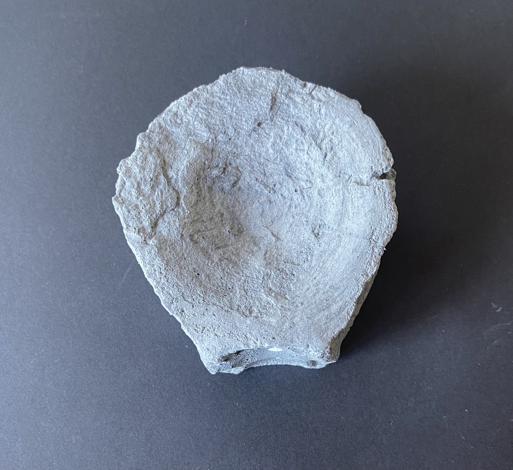 Vertèbre d'ichtyosaure dia. 7 cm