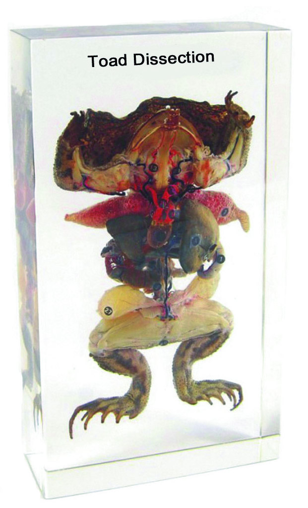 Crapaud disséqué en inclusion résine