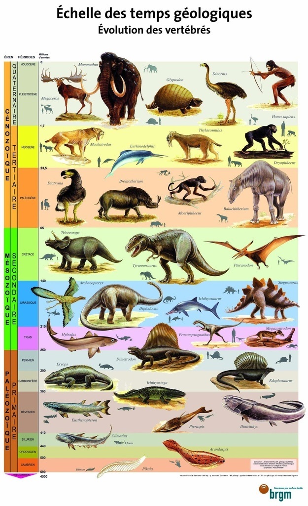 Affiche planche échelle des temps géologiques - Evolution des vertébrés 595X100 cm