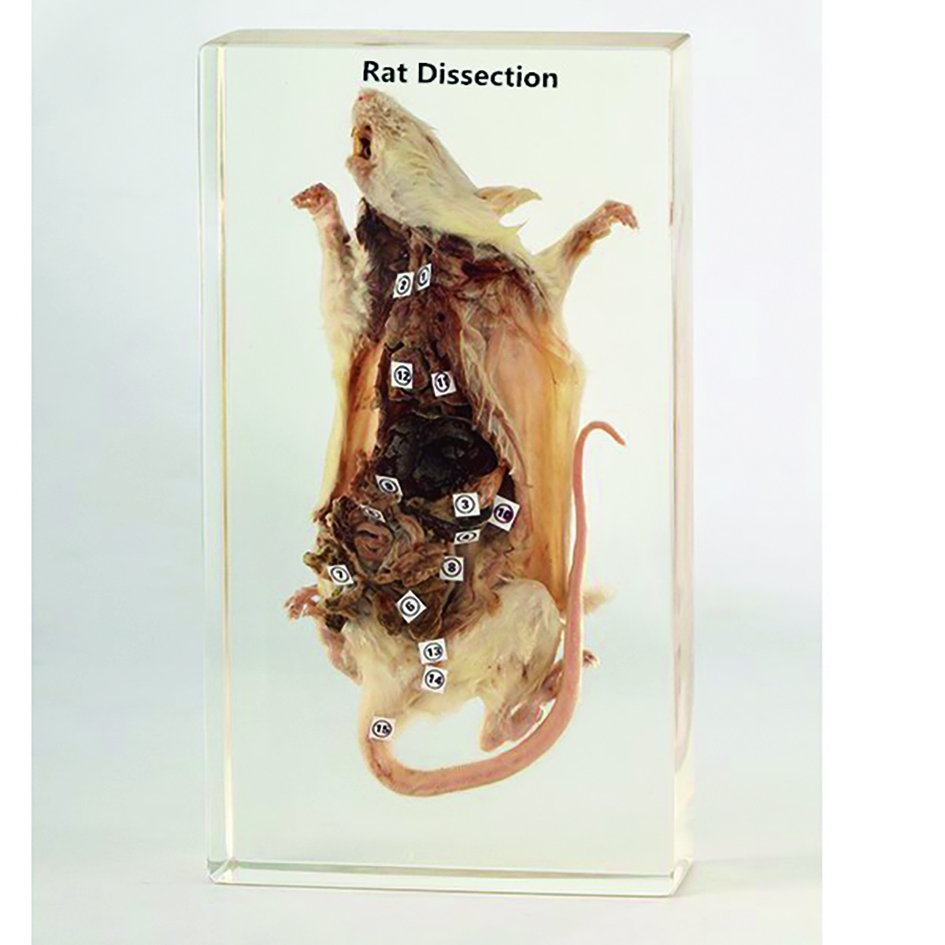Rat disséqué en inclusion résine