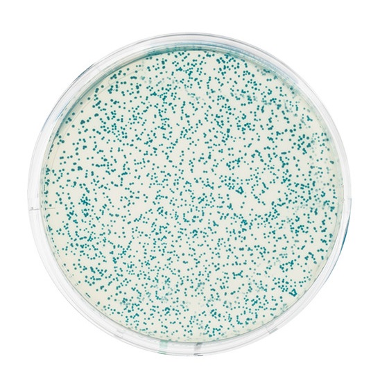 Kit transformation d'escherichia coli avec PGAL