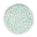 Kit transformation d'escherichia coli avec PGAL