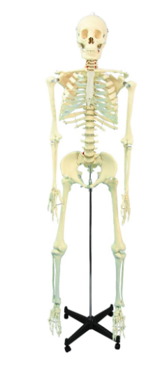 Squelette humain 1,68 m