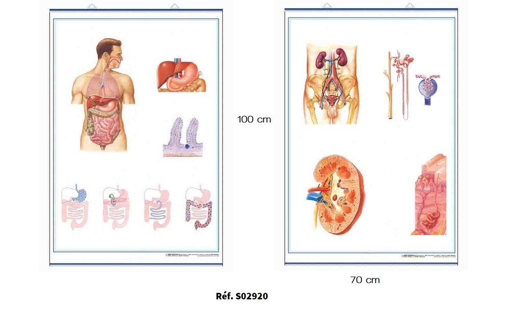 Anatomie - Affiche Planche recto verso 70x100 cm