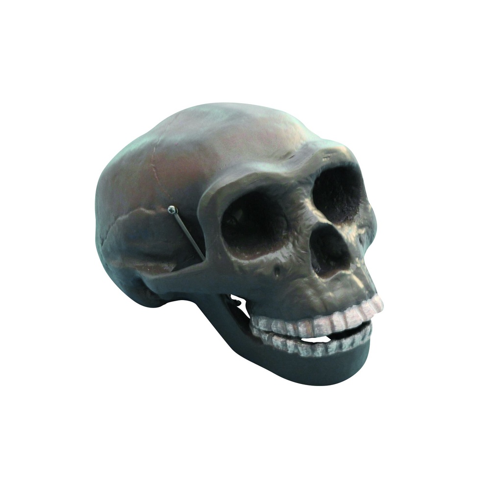 Modèle crâne lignée humaine - Homo erectus pekinensis Sinanthropus