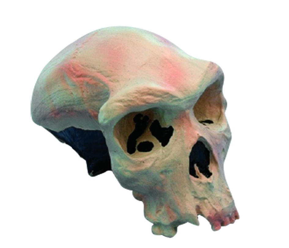 [#020025-S03638] Modèle crâne lignée humaine - Homo rhodesiensis Rodhésien Broken-Hill