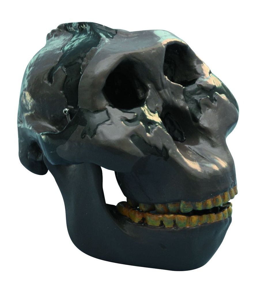 [#020027-S03639] Modèle crâne lignée humaine - Australopithecus boisei Oldoway