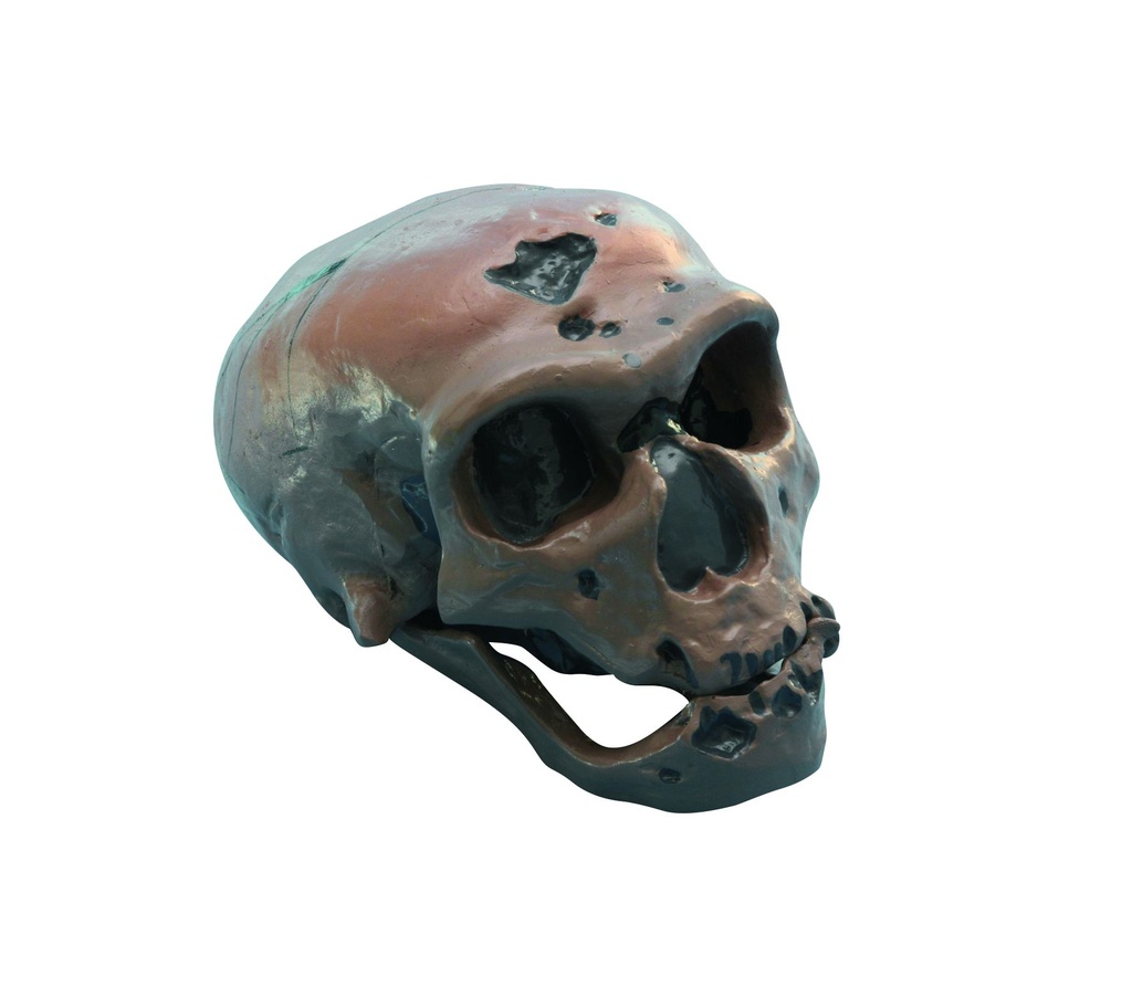 [#020030-S03640] Modèle crâne lignée humaine - Homo sapiens néanderthalensis (La Chapelle-aux-Saints)
