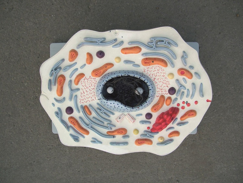 Modèle de cellule animale