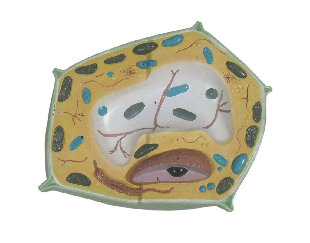 Modèle cellule végétale