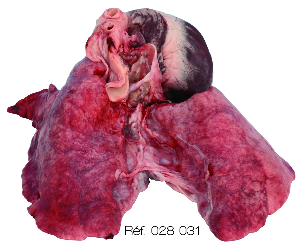 Ensemble cœur / poumon d'agneau congelé