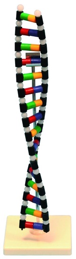 Modèle ADN simplifié - 24 bases