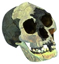 [#020057] Modèle crâne lignée humaine - Homo floresiensis