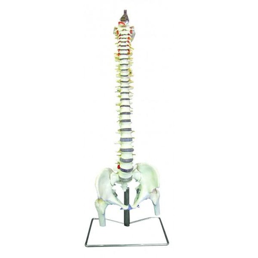 Modèle de colonne vertébrale flexible avec bassin