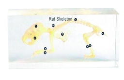 [#020103] Squelette en inclusion résine : Rat
