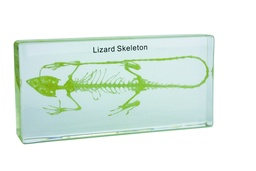 Squelette en inclusion résine : Lézard