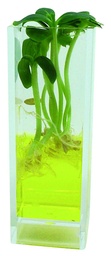Kit Germirama 3 plantes