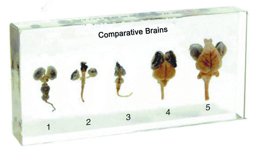 [#028045-S68299] Organes comparés en inclusion résine (Cerveaux)