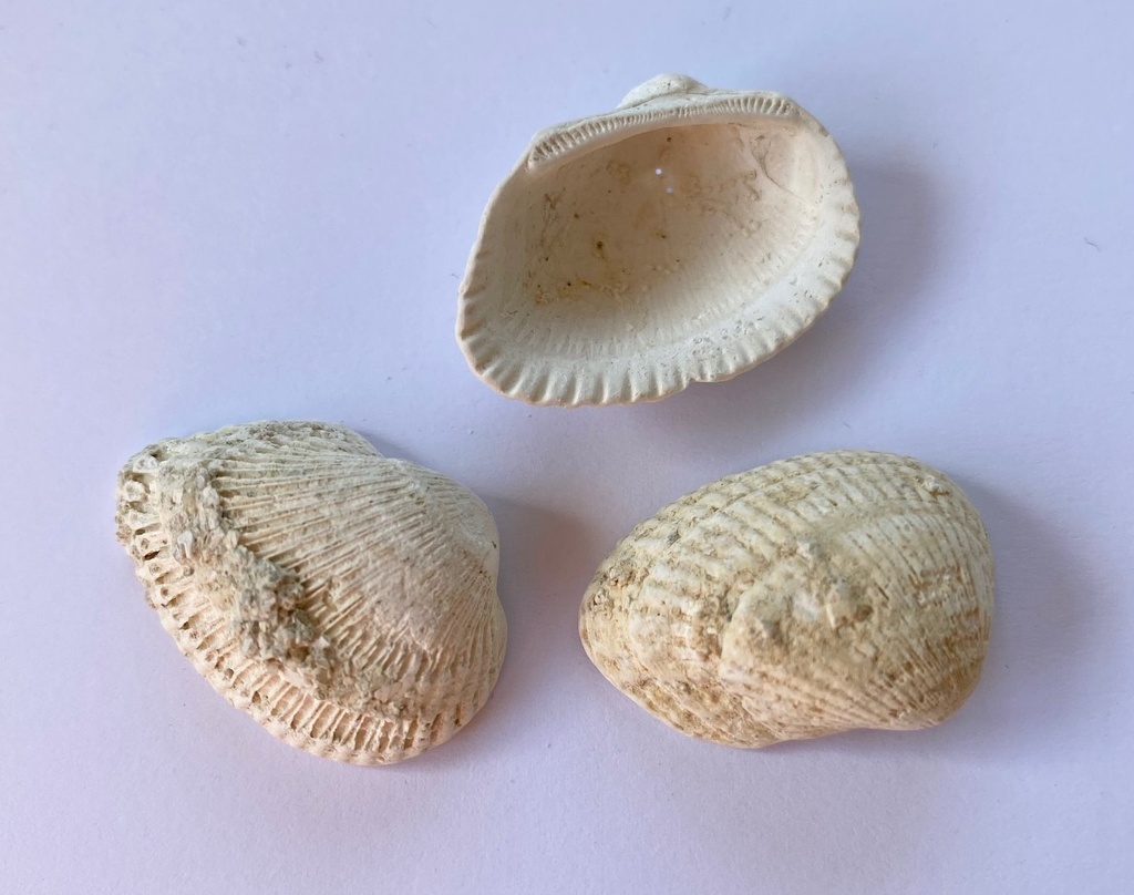 Fossiles véritables : Arca (lot de 12)