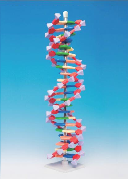 Modèle moléculaire d'ADN 22 bases