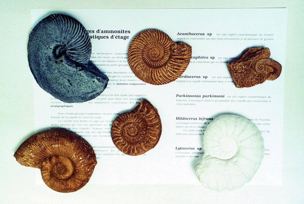 Collection de fossiles : 6 moulages d'ammonites 