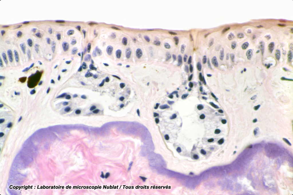 [027428] Peau de Batracien glandes acineuses simples - Nublat