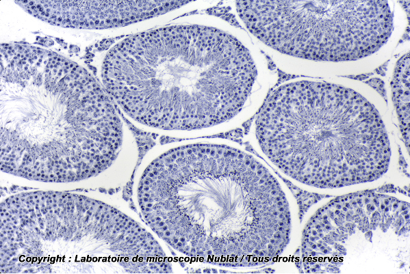 Testicule Rat - spermatogenèse avec épididyme - CL - HF - Nublat