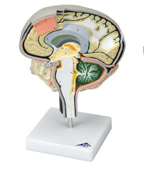 Modèle section du cerveau avec coupes médiane et sagittale 