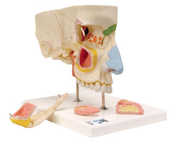 Nez en 5 parties avec sinus paranasaux 