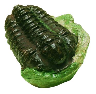 Collection de fossiles : 4 moulages de trilobites 