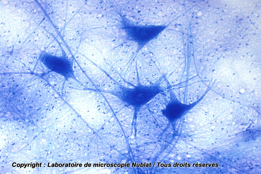 Cellules nerveuses dissociées, moelle épinière, BM - NUBLAT