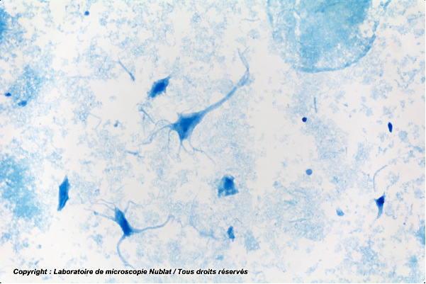 [#027619] Neurones dissociés, frottis cerveau - NUBLAT