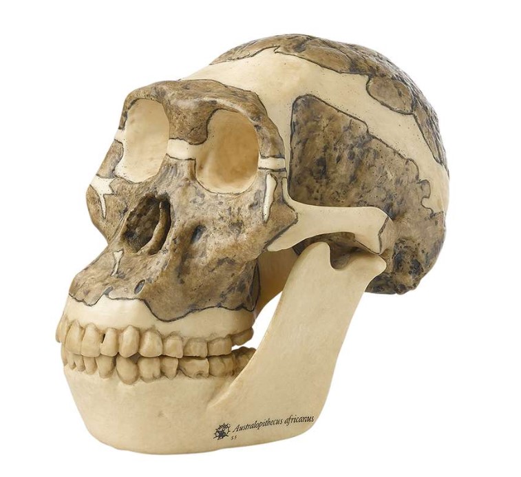 Crâne Australopithèque Africanus SOMSO S5