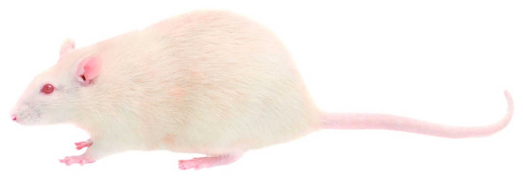Dissection - Rat