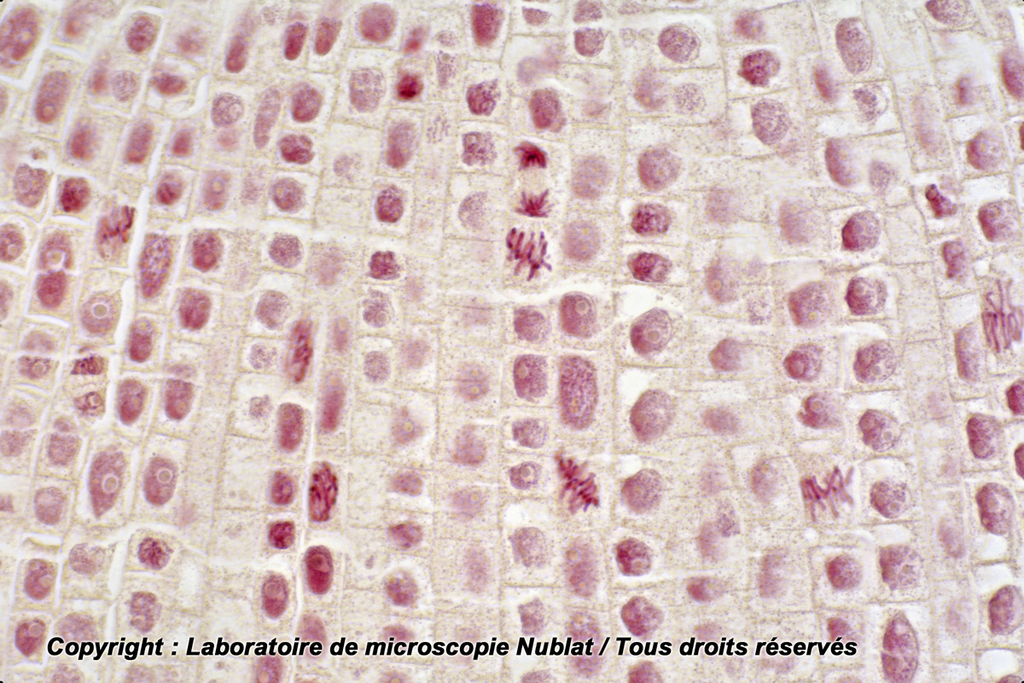 Mitoses - méristème racinaire terminal - Jacinthe - CL - F - Nublat
