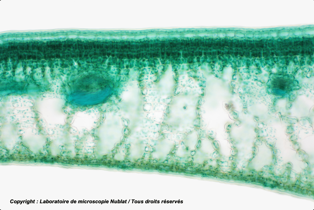 [027762] Parenchymes chlorophylliens - feuille de Houx - Nublat